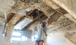 Best Asbestos and Lead Testing During Mold Inspection in Emigsville, PA